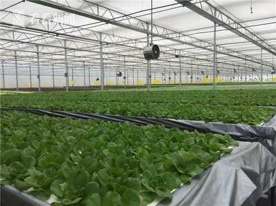 無(wú)土栽培新紀(jì)元 上海建成最大單體植物工廠，技術(shù)驅(qū)動(dòng)產(chǎn)量躍升