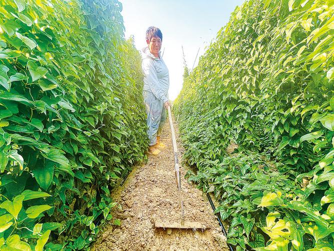 山藥種植成富民產(chǎn)業(yè)，國(guó)家濮陽(yáng)經(jīng)濟(jì)技術(shù)開(kāi)發(fā)區(qū)技術(shù)開(kāi)發(fā)獲媒體聚焦