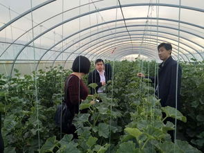 科技賦能農(nóng)業(yè) 縣農(nóng)副產(chǎn)品加工發(fā)展服務(wù)中心開(kāi)展瓜菜種植技術(shù)巡查與開(kāi)發(fā)工作