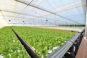 從網(wǎng)易養(yǎng)豬到京東種菜 互聯(lián)網(wǎng)巨頭為何競(jìng)逐智慧農(nóng)業(yè)新賽道